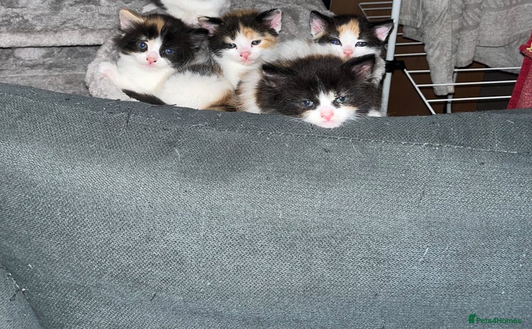 Turkish Van cats - Advert 4