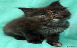 Maine Coon cats for sale: GCCF Reg Main Coon Kittens - Image 9