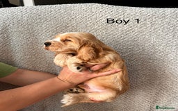 Cocker Spaniel dogs for sale: Golden English Show Cocker Spaniel puppies - Image 8