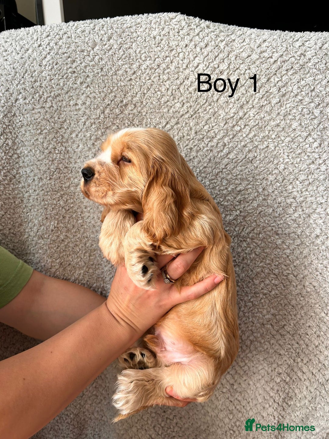 Cocker Spaniel dogs for sale: Golden English Show Cocker Spaniel puppies - Image 8