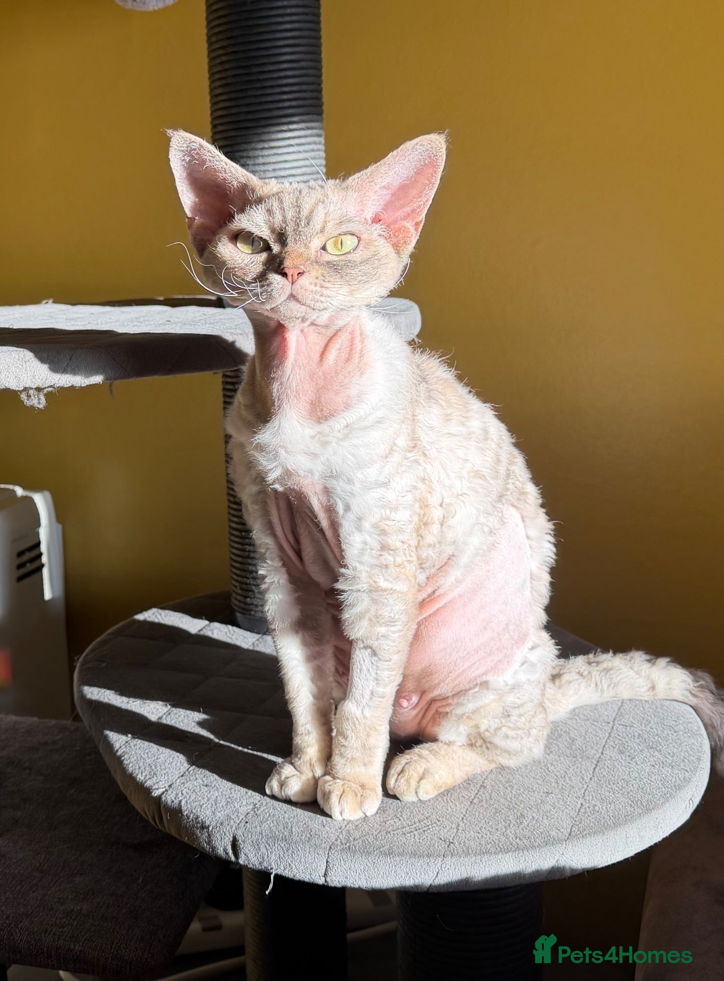 Devon Rex cats Beautiful 5-Years-Old girl Retired Breeding Queen - Advert 9