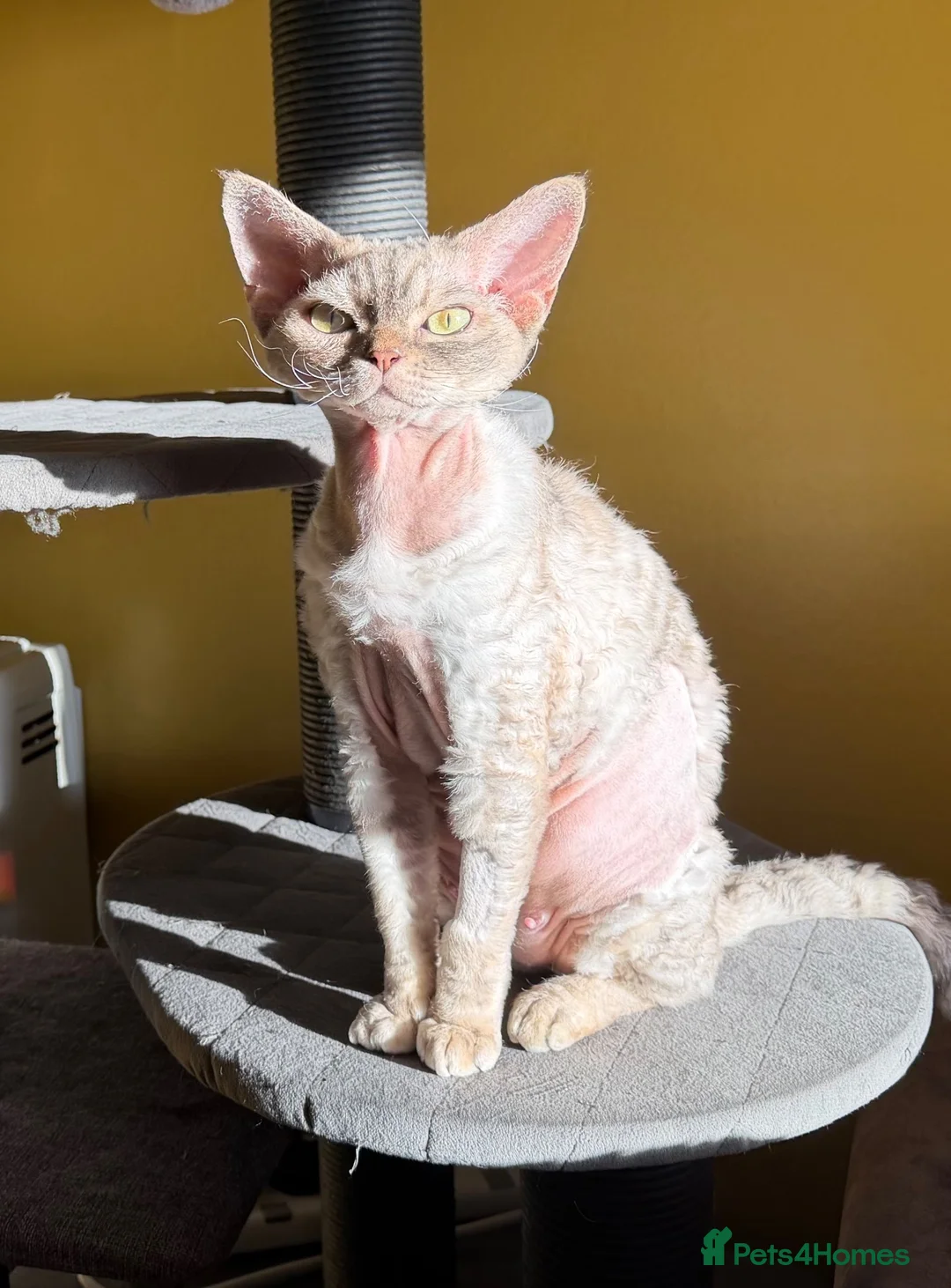 Devon Rex cats for sale: Beautiful 5-Years-Old girl Retired Breeding Queen - Advert 1