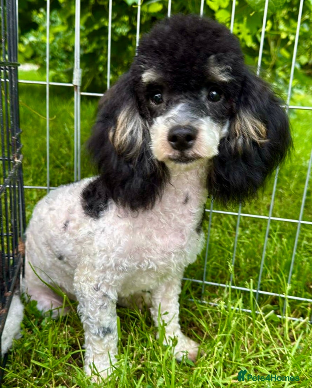 Poodle dogs for adoption: Zorro and Oreo: Two Little Souls Abandoned to Die - Image 10