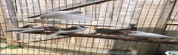 Finches birds for sale: Young zebra finches for sale - Advert 2