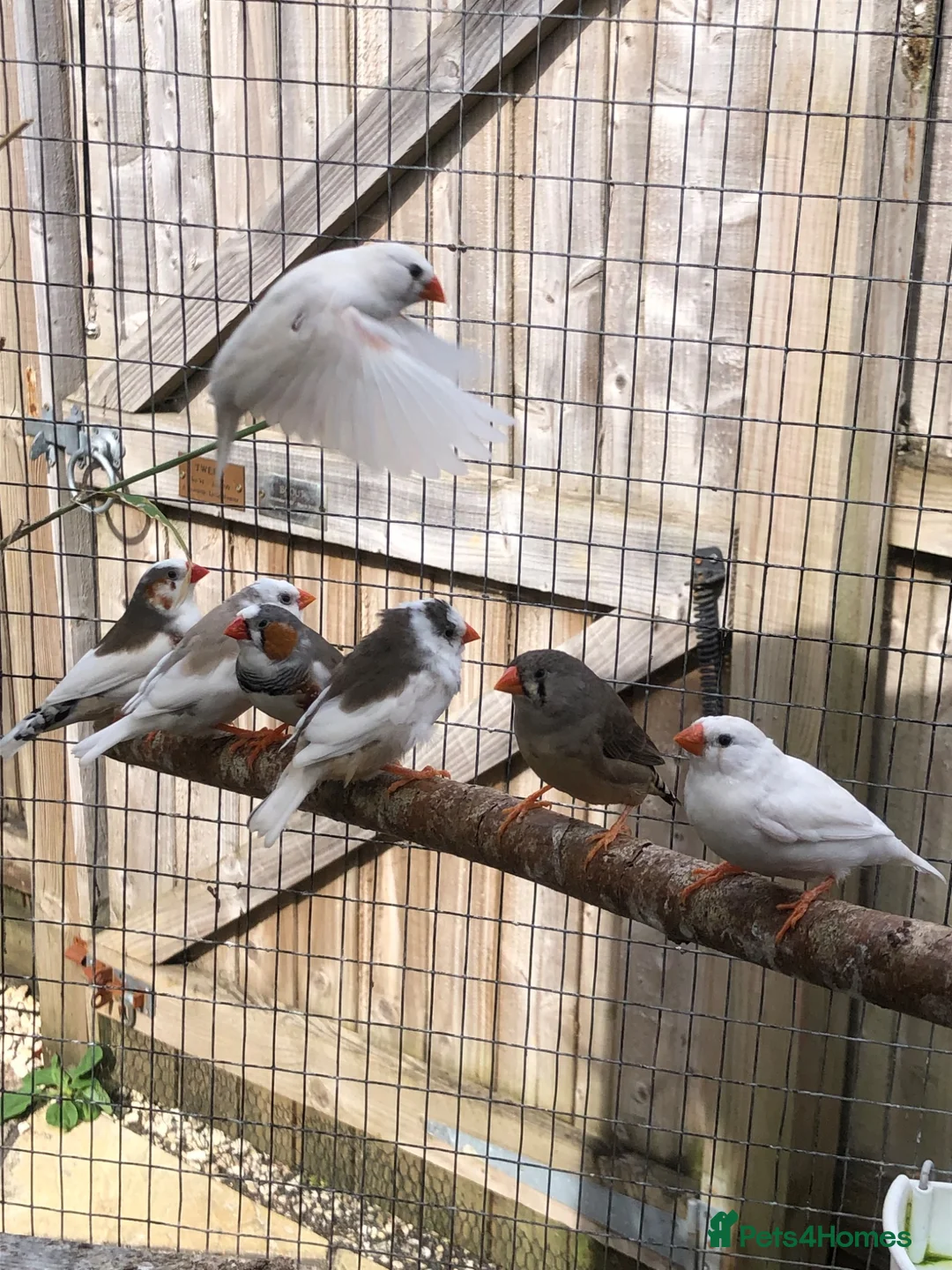 Finches birds for sale: Young zebra finches for sale - Advert 2