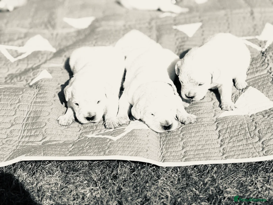 Golden Retriever dogs for sale: Stunning cream litter golden Retrivers  in Doncaster - Advert 3
