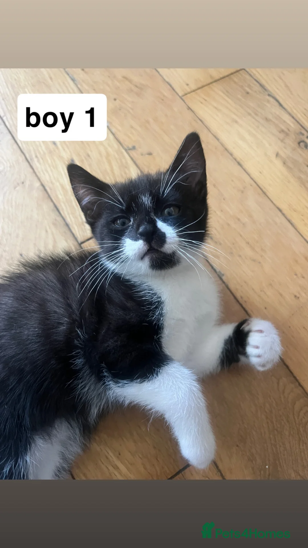 Mixed Breed cats for sale: Well-Socialised Kittens – Loving Homes Wanted - Advert 2