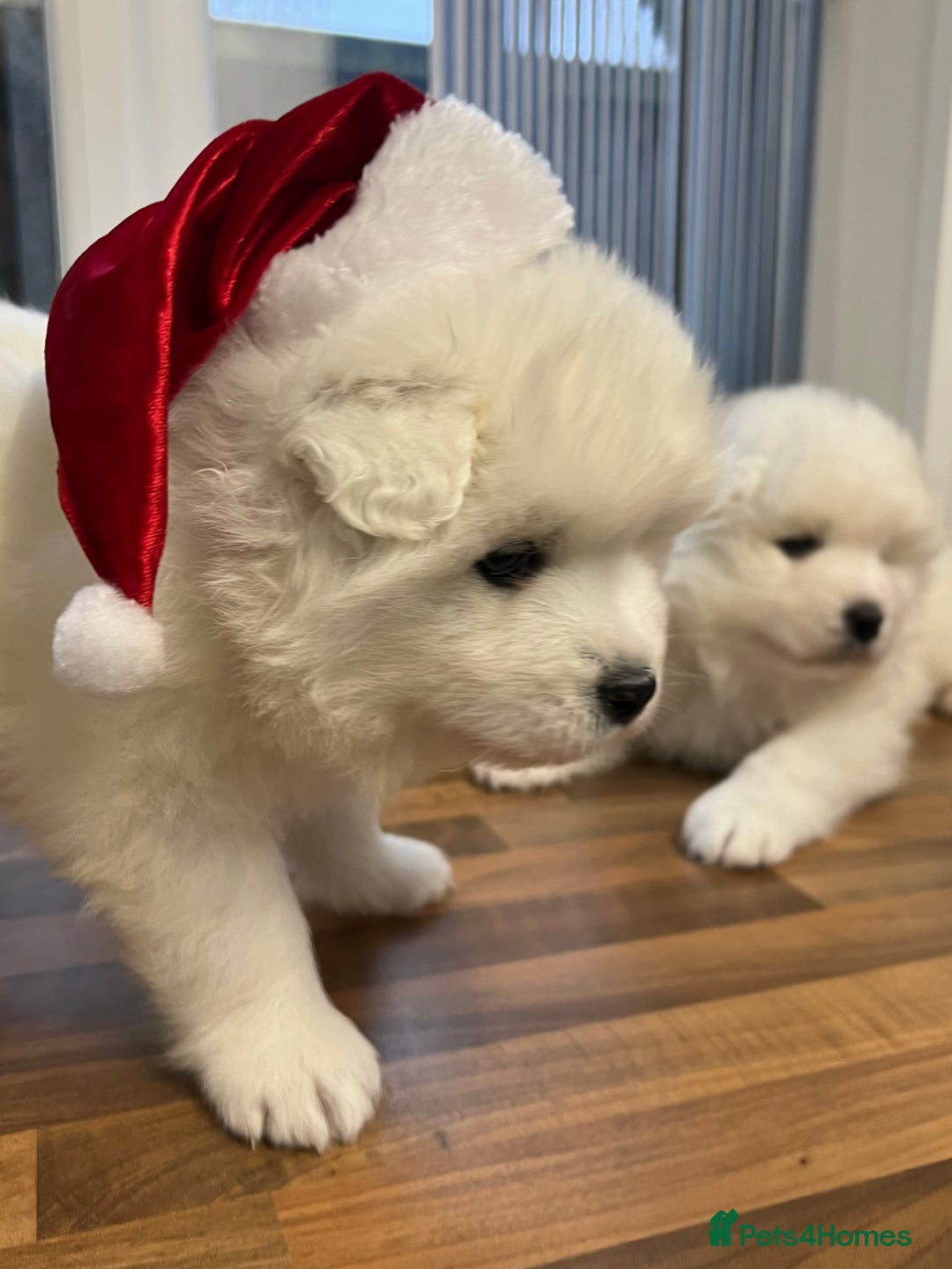 Samoyed dogs for sale: Looking for a Loving New Home for Our Two Samoyeds - Advert 10
