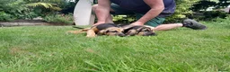 Bloodhound dogs for sale: Bloodhound Puppies - Advert 6