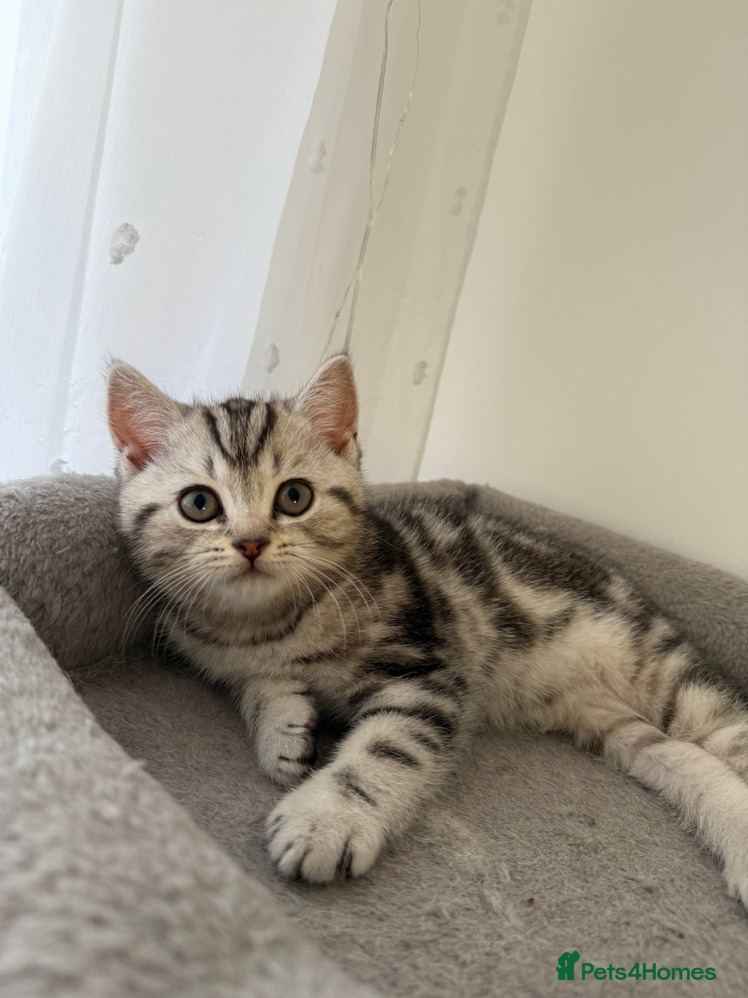 Scottish Fold cats for sale: 🐾 Adorable Scottish Straight kittens  - Advert 1