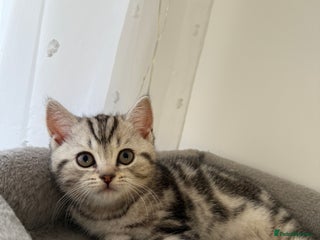 Scottish Fold cats 🐾 Adorable Scottish Straight kittens - Advert 11