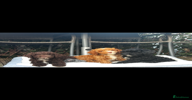 Cockapoo dogs - Advert 6