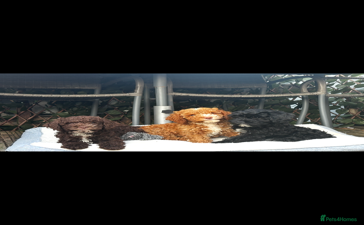 Cockapoo dogs - Advert 3