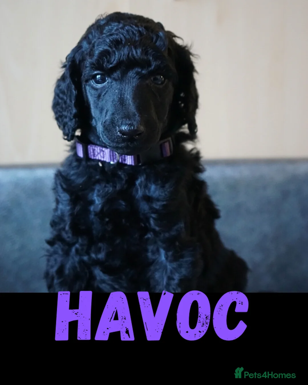 Standard Poodle dogs for sale: Champion sired standard poodles  - Advert 11