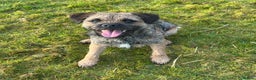 Border Terrier dogs for stud: SLEM Clear - KC Registered Stud Dog in Laurencekirk - Advert 6