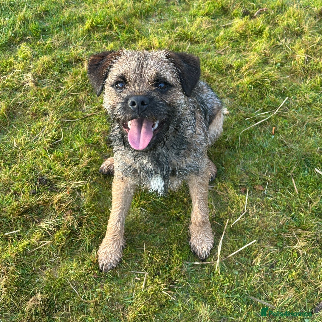 Border Terrier dogs for stud: SLEM Clear - KC Registered Stud Dog in Laurencekirk - Advert 6
