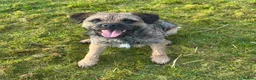 Border Terrier dogs for stud: SLEM Clear - KC Registered Stud Dog in Laurencekirk - Advert 6