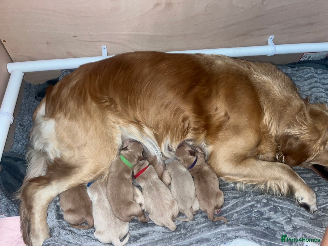 Golden Retriever dogs for sale: Pure bred Golden Retriever puppies - Image 7