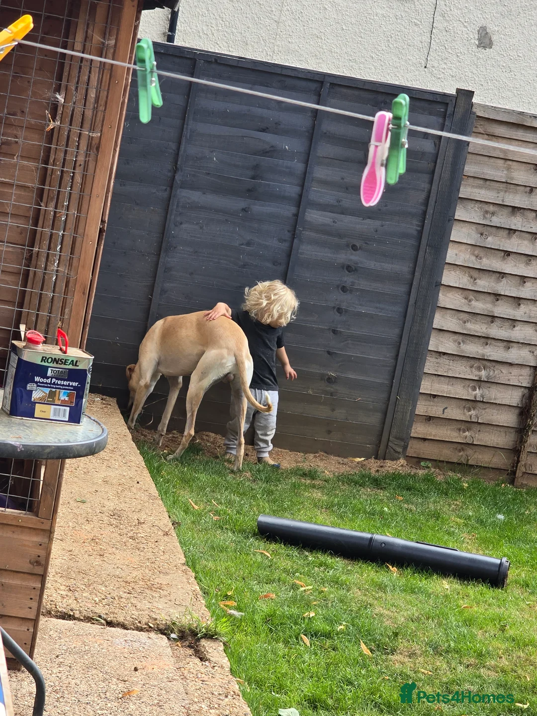 Mixed Breed dogs for sale: English pointer cross saluki/greyhound  - Advert 15