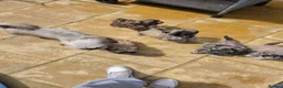 Shih Tzu dogs for sale: Stunning Shih Tzu puppies  in Broseley - Advert 17