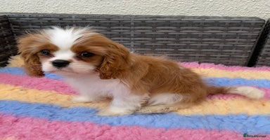 Cavalier King Charles Spaniel dogs in Wolverhampton - Advert 10