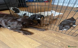 Sprocker dogs for sale: Sprocker puppies in Betchworth - Image 5
