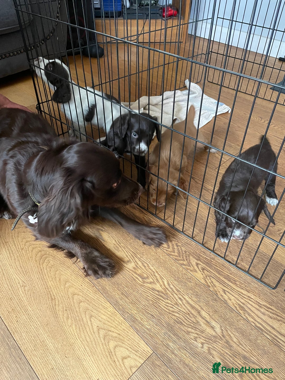 Sprocker dogs for sale: Sprocker puppies in Betchworth - Image 5