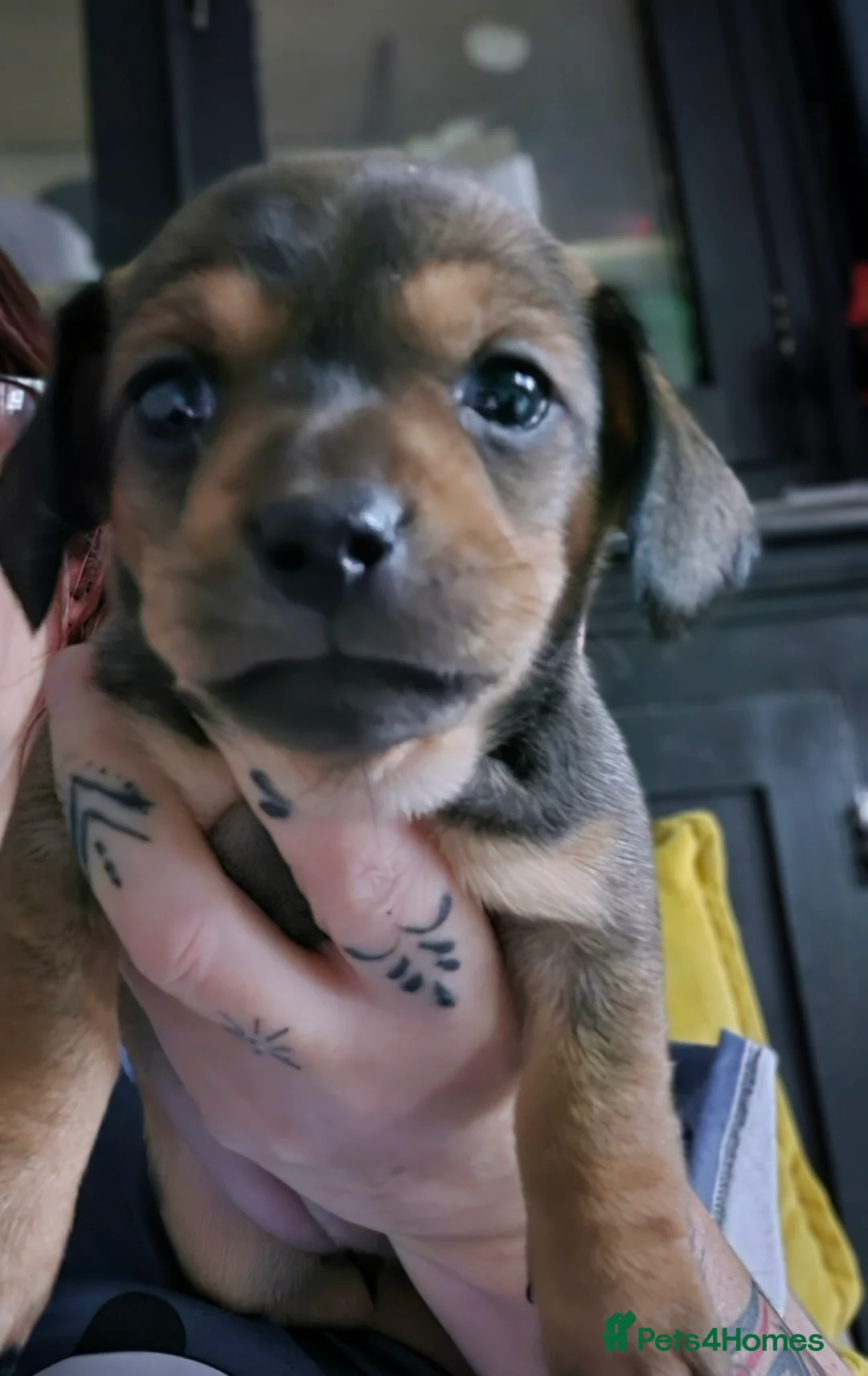 Chiweenie dogs for sale: Beautiful chiweenies  - Advert 16