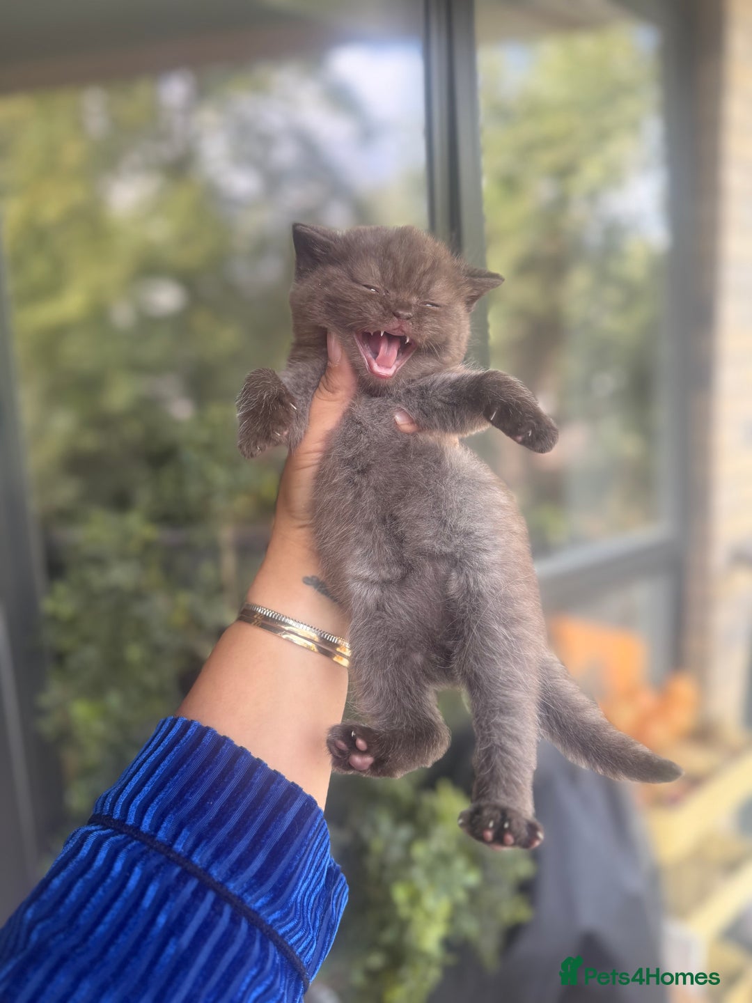 British Shorthair cats for sale: British rainbow shorthair kittens - Image 23