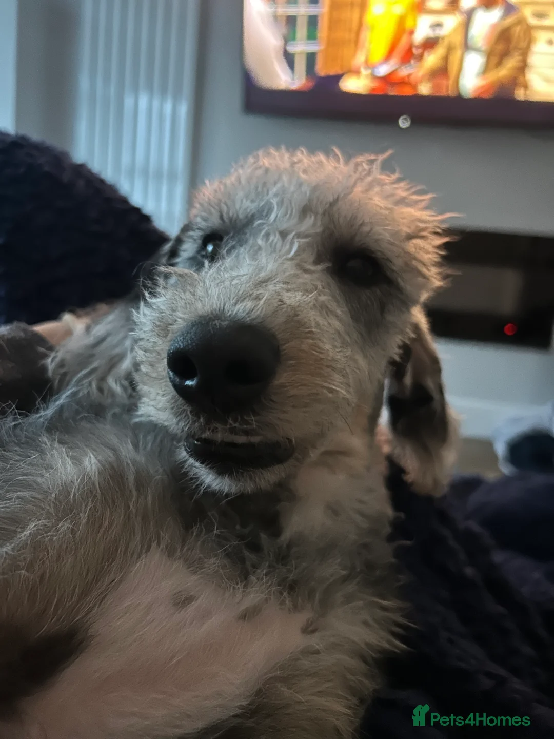 Mixed Breed dogs for sale: Bedlington x Whippet - Advert 10