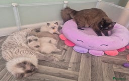 Ragdoll cats for sale: Beautiful Ragdolls Parents health tested 💖 - Image 8