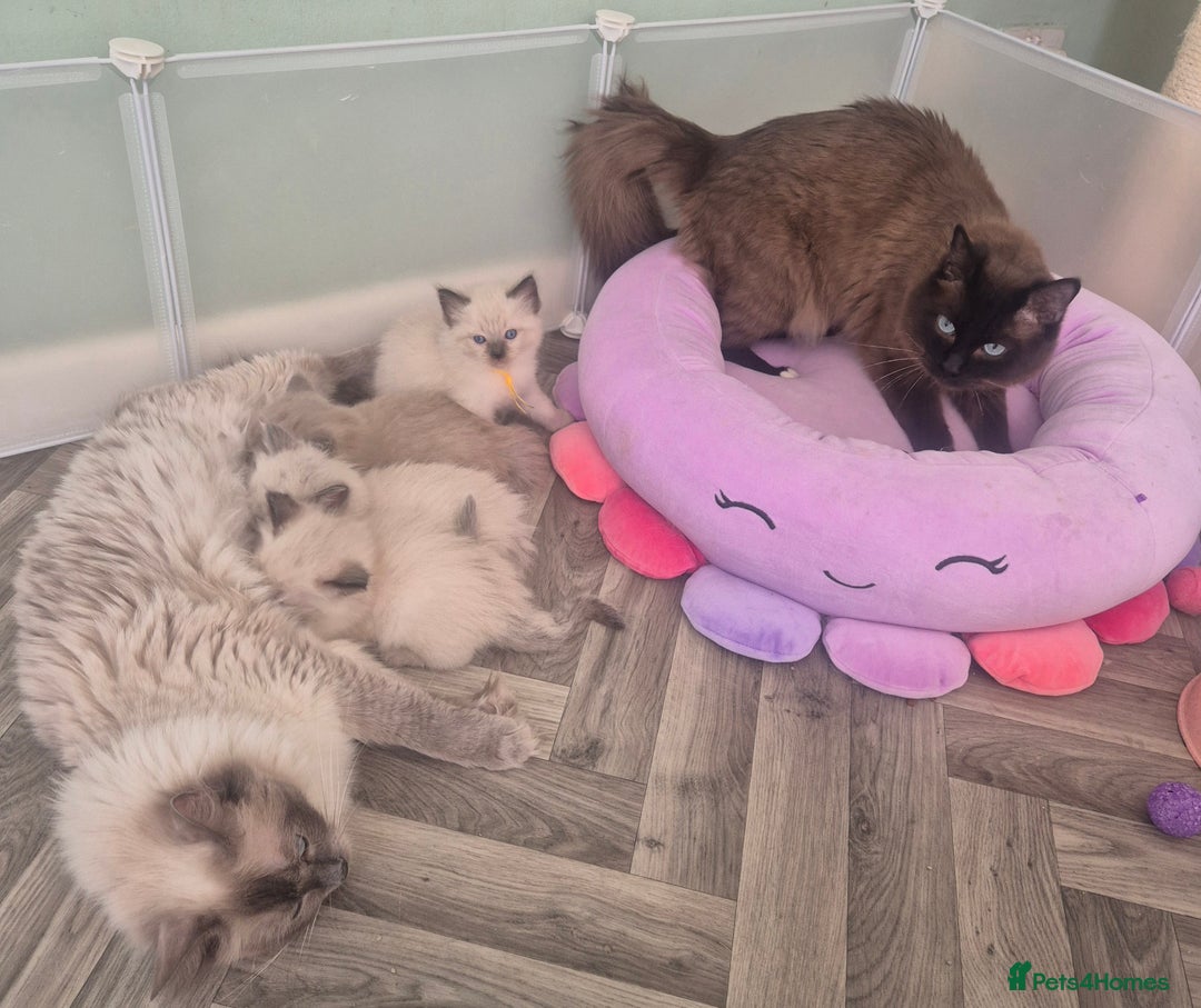Ragdoll cats for sale: Beautiful Ragdolls Parents health tested 💖 - Image 8