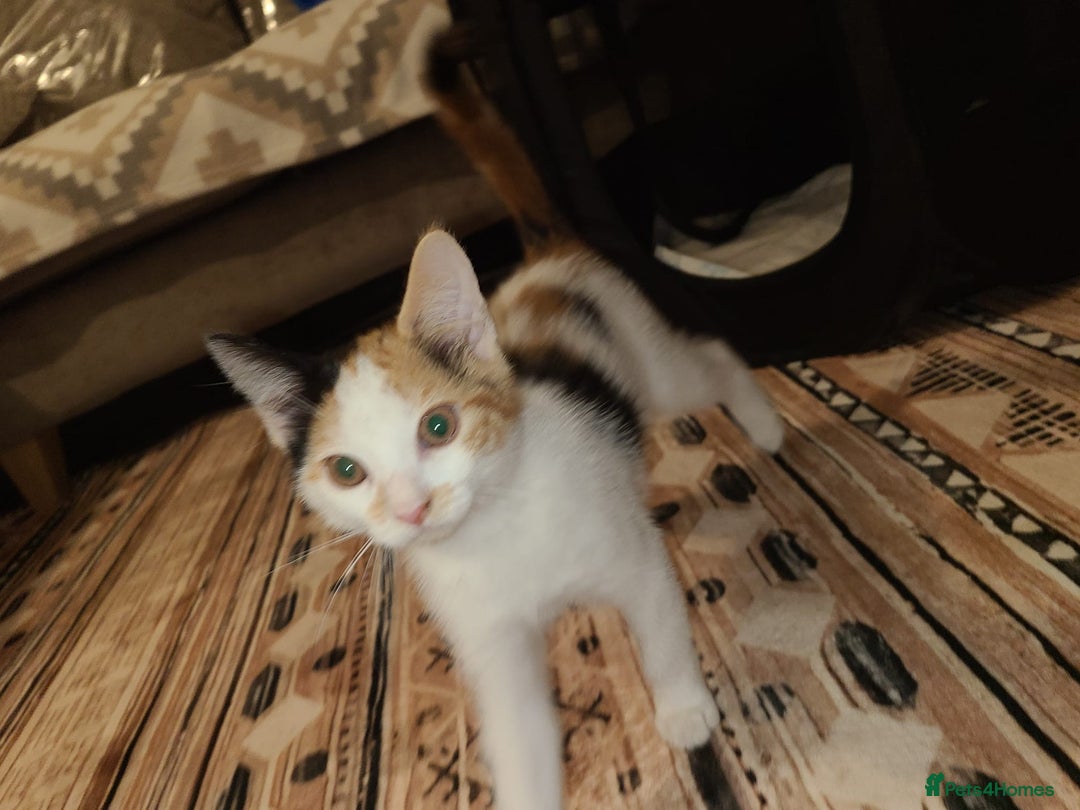 Mixed Breed cats for sale: Kittens  - Image 3