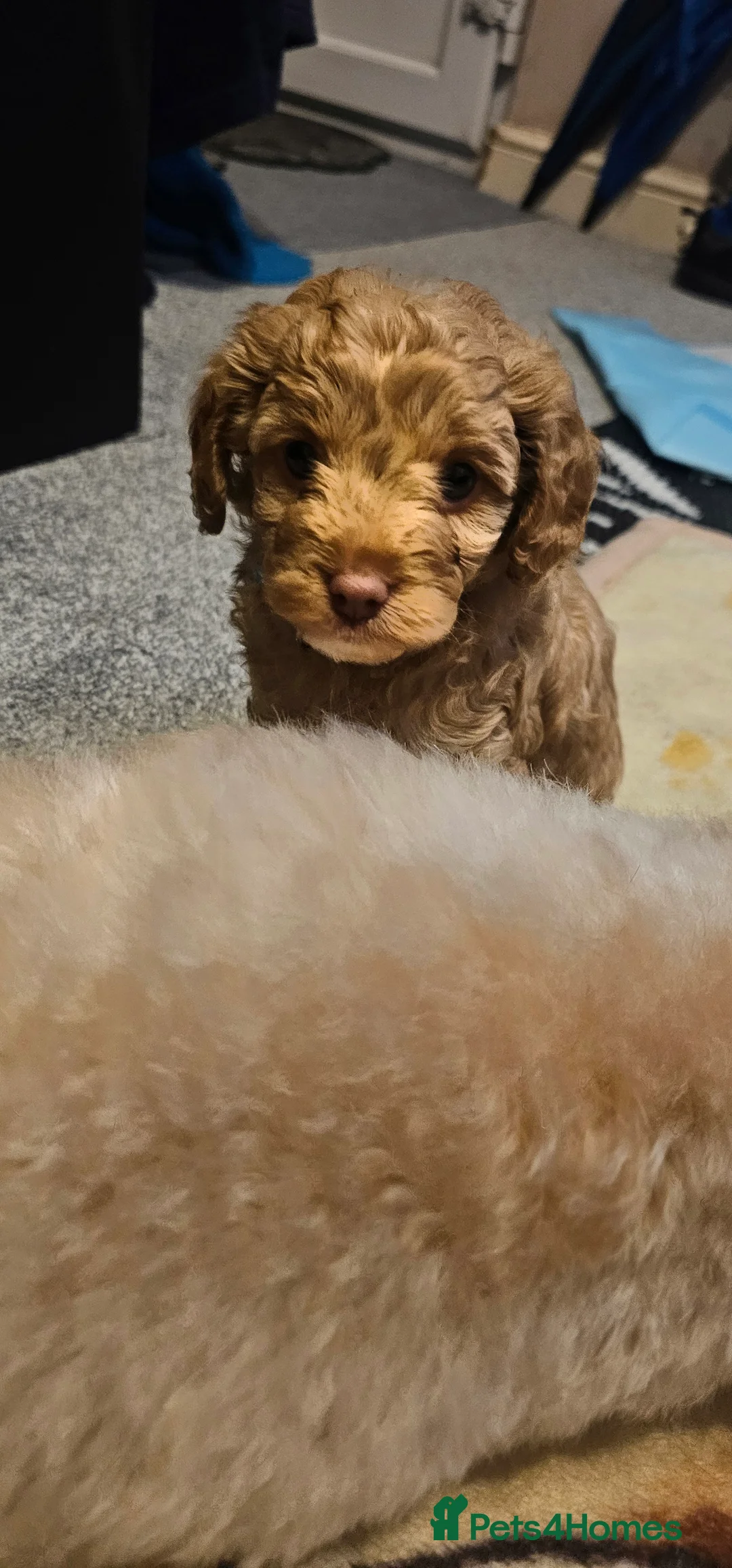 Cavapoo dogs for sale: Cavapoo for sale - Advert 8