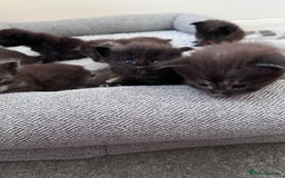 Maine Coon cats for sale: Reserve your dream kitten now - Image 18