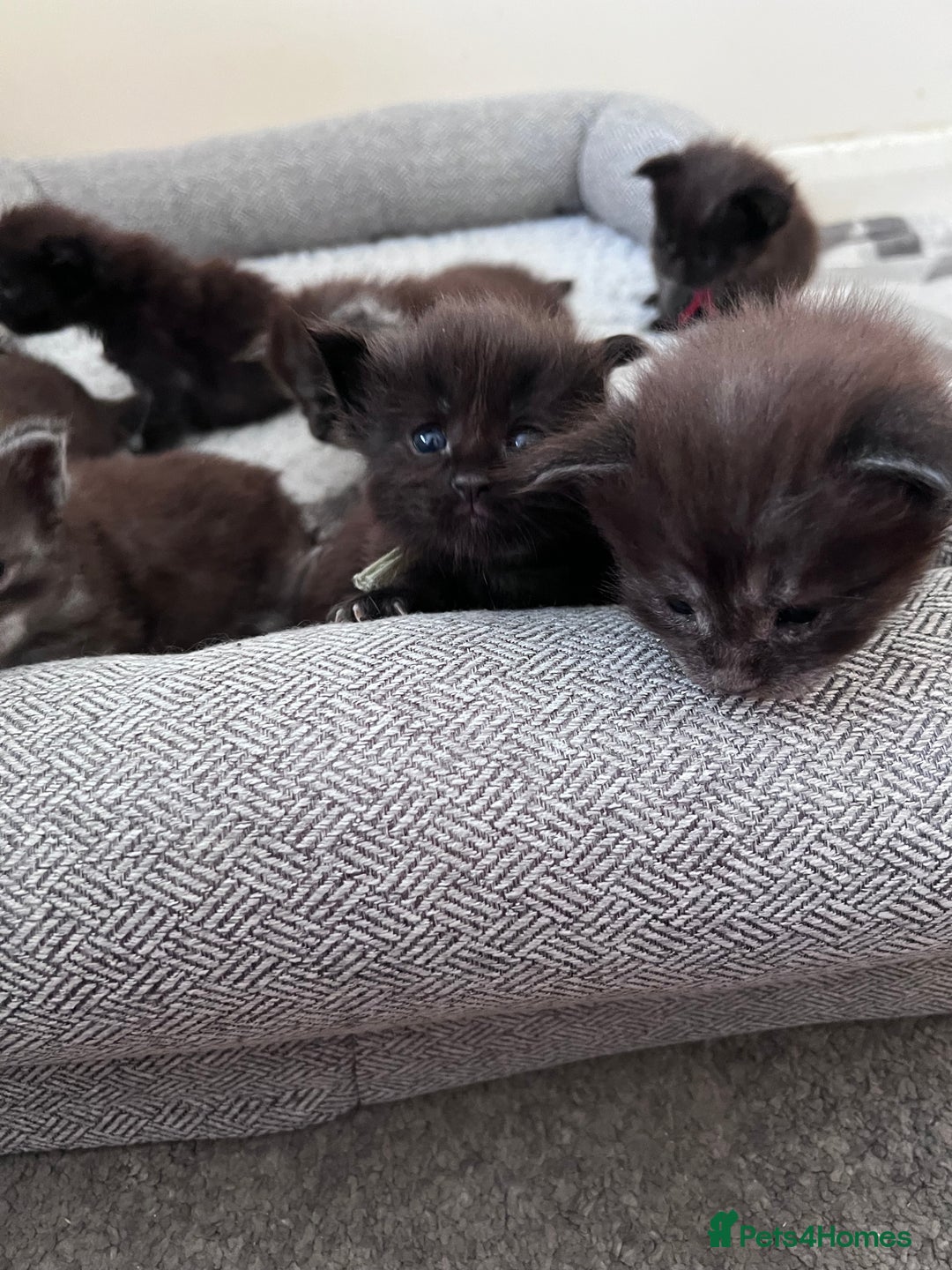 Maine Coon cats for sale: Reserve your dream kitten now - Image 18