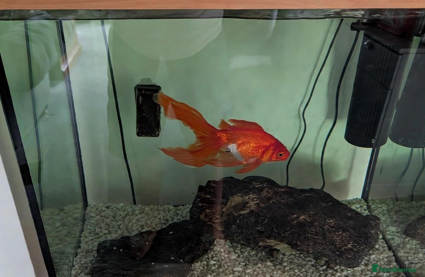 Fancy Goldfish fish Friendly 5" fancy goldfish needing re-home - Advert 1