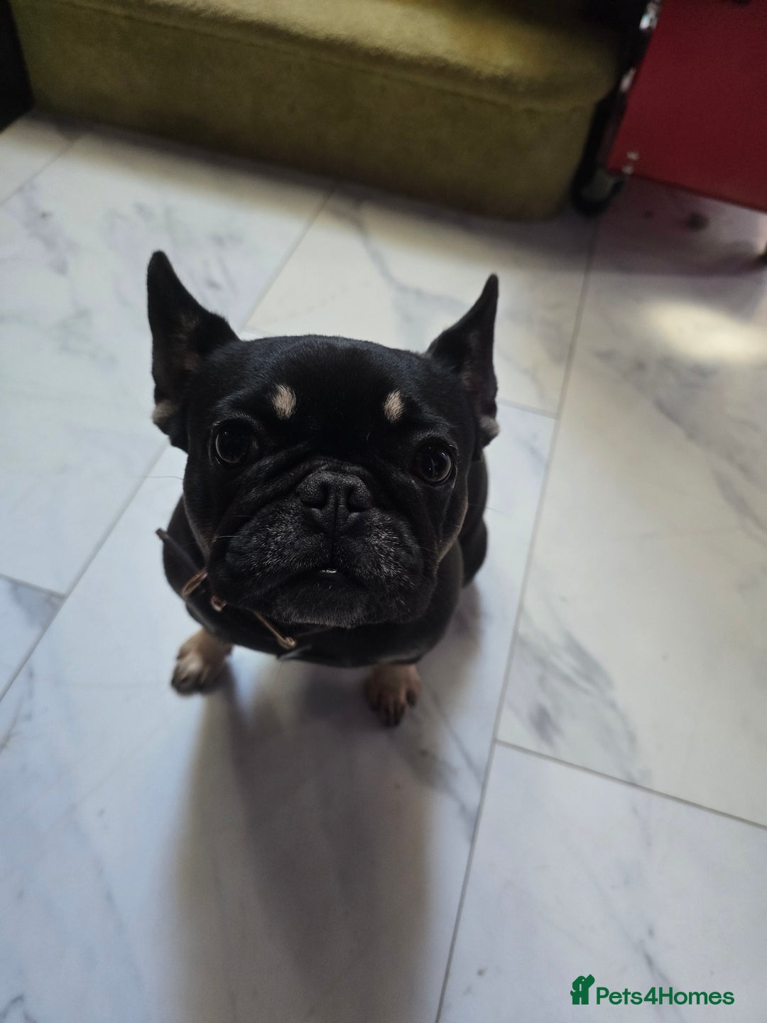 French Bulldog dogs for sale: French bulldogs rehome both 1 year old - Image 2