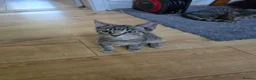 Domestic Shorthair cats for sale: 5 beautiful tabby kittens for Sale!!! - Advert 9