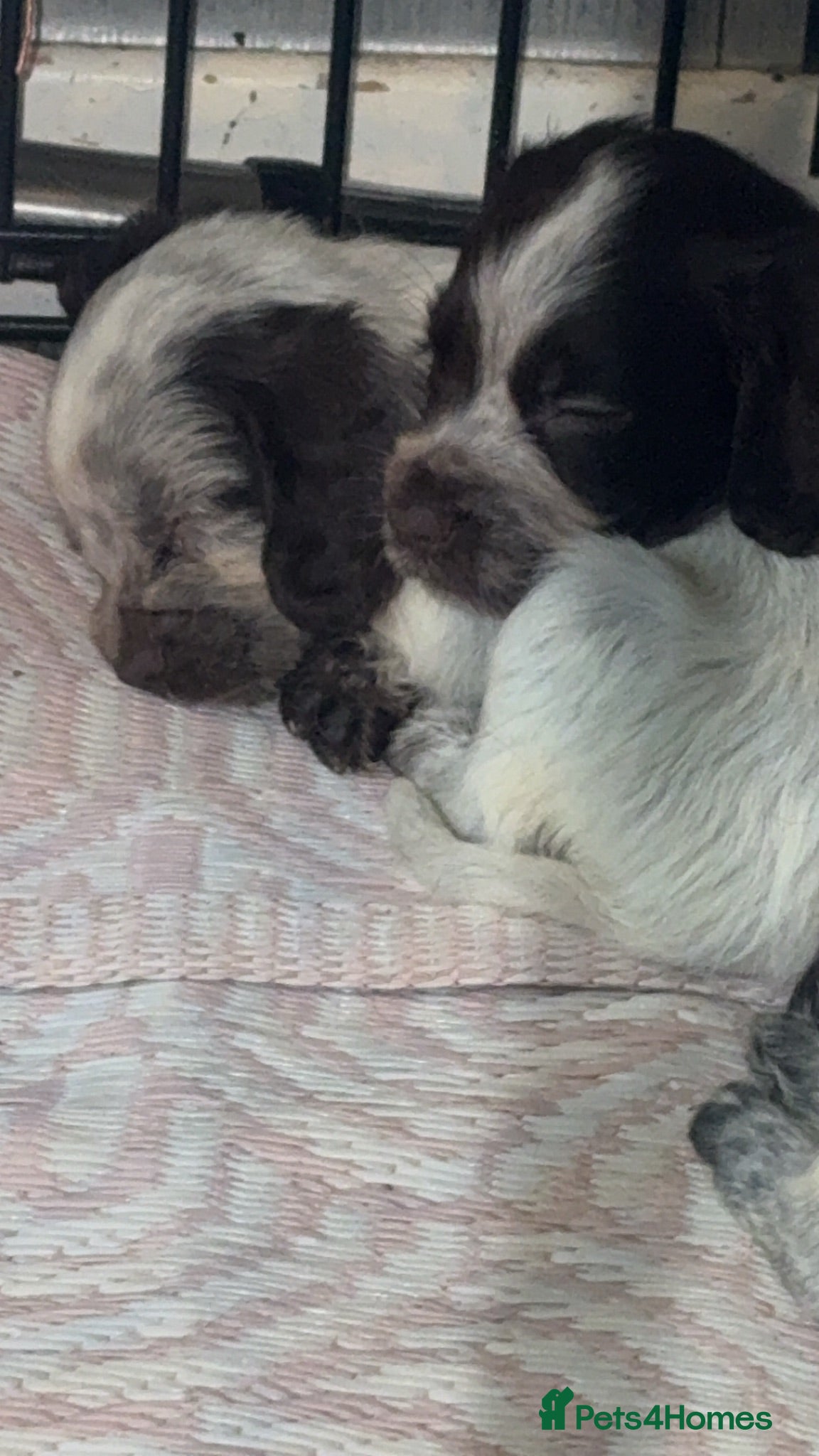 Cocker Spaniel dogs Cocker spaniel puppy  - Advert 4