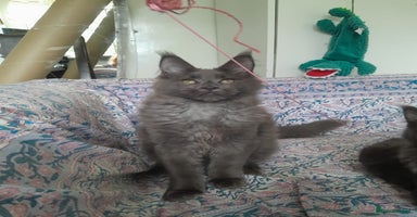 Maine Coon cats solid blue+ maine coon 1boy 3girls TICA - Advert 3