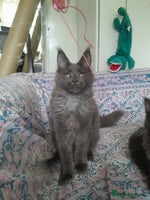 Maine Coon cats solid blue+ maine coon 1boy 3girls TICA - Advert 2