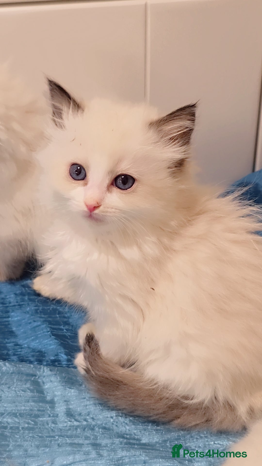 Ragdoll cats for sale: TICA REGISTERED KITTENS/Active - Advert 15