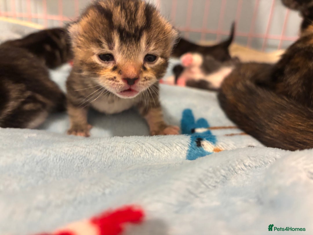 Mixed Breed cats for sale: 5 Gorgeous kittens for reserve - Image 16