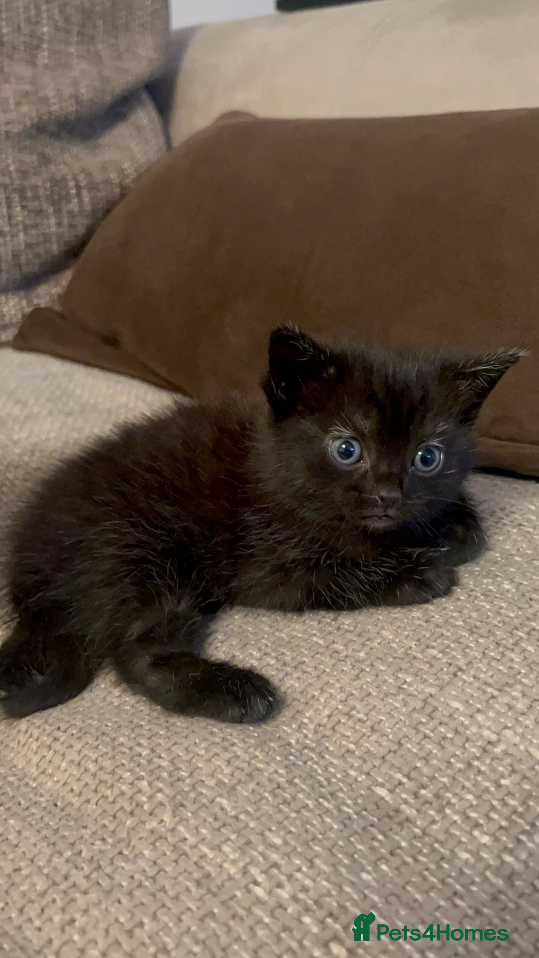 Mixed Breed cats for sale: Beautiful Kittens Available – Loving Homes Wanted - Advert 10