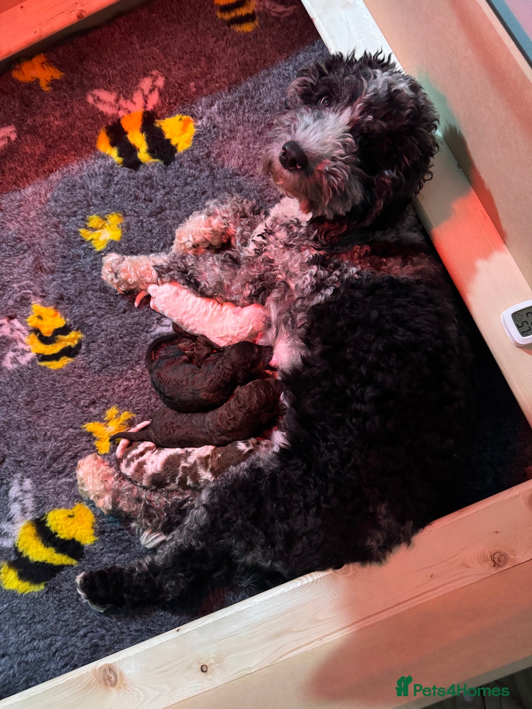 Cockapoo dogs for sale: Stunning F2b Cockapoo FULLY Health tested parents  - Advert 2
