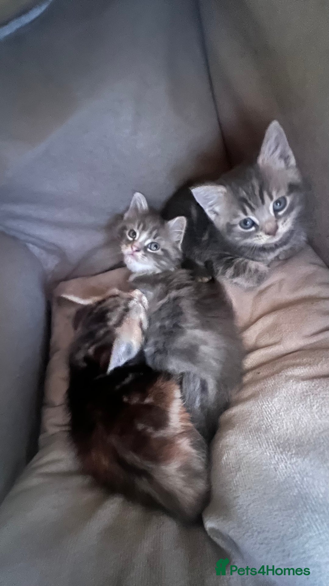 Mixed Breed cats for sale: 3 beautiful baby’s looking for their loving home  - Image 32