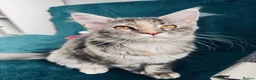 Maine Coon cats for sale: Main Coon 🐈 kittens already now  - Advert 6