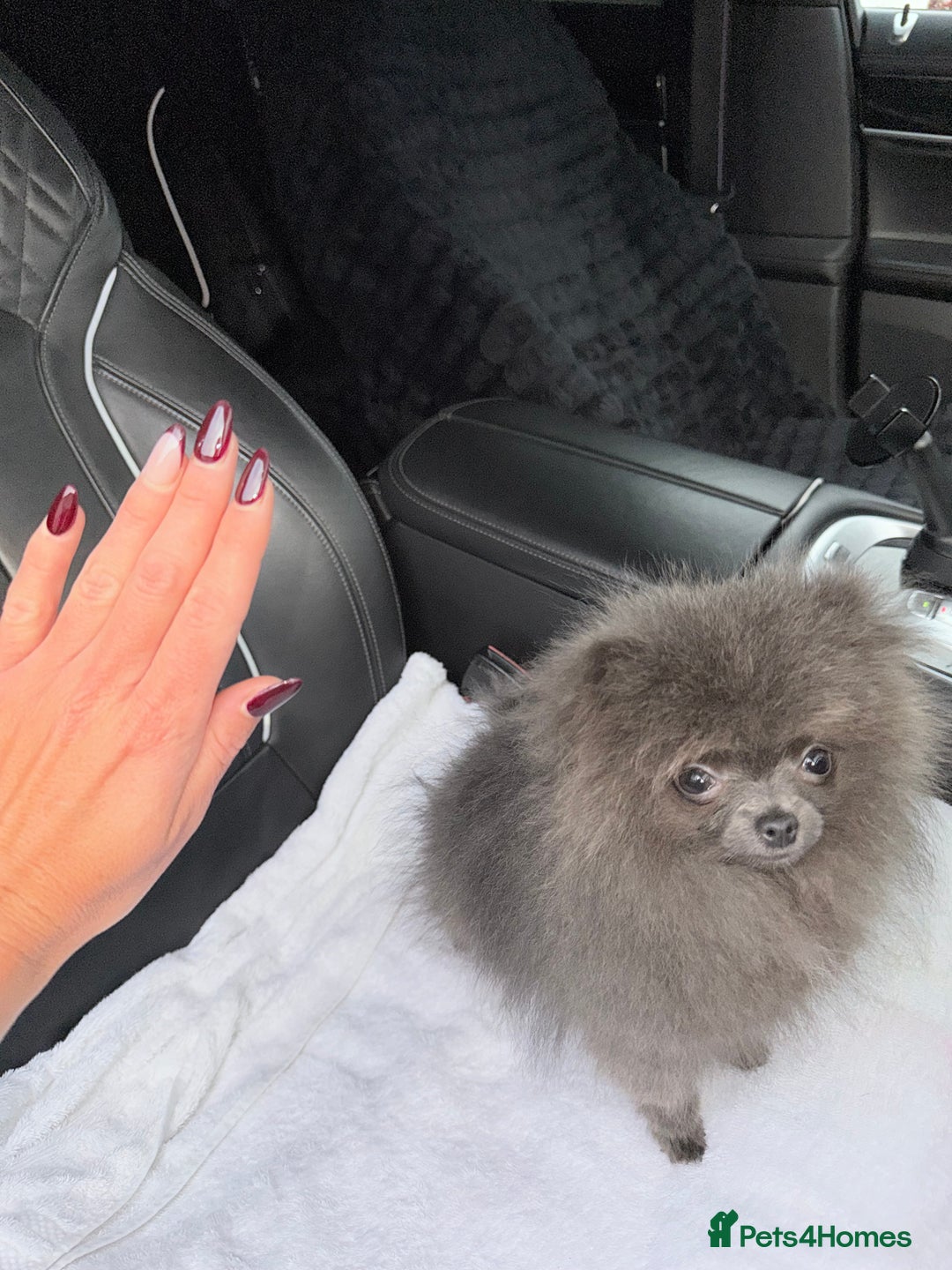 Pomeranian dogs for sale:  Pomeranian blue Girl  - Image 7