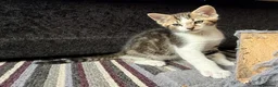 Mixed Breed cats for sale: Bonded pair of Tabby Kittens, Sulley and Boo. - Advert 12